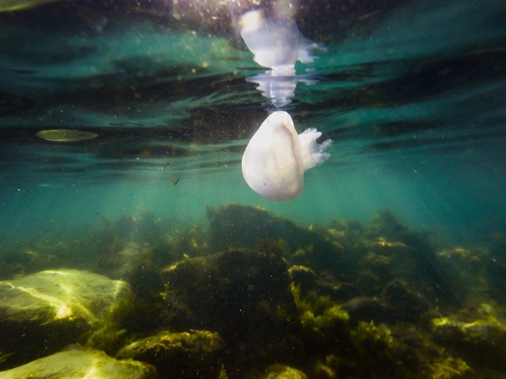 В цвете моря