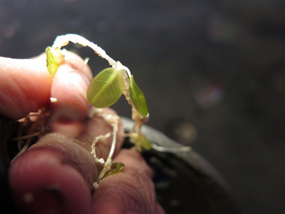 Halophyla sulawesii ??