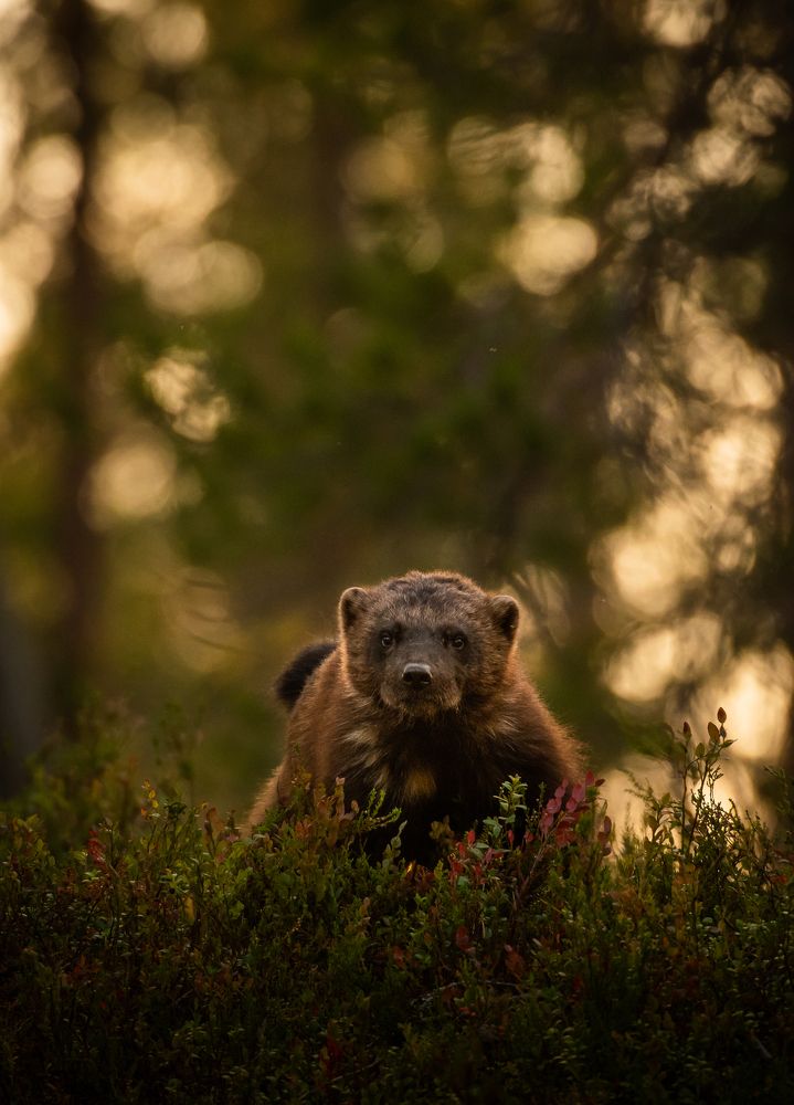 The Wolverine in the sunset