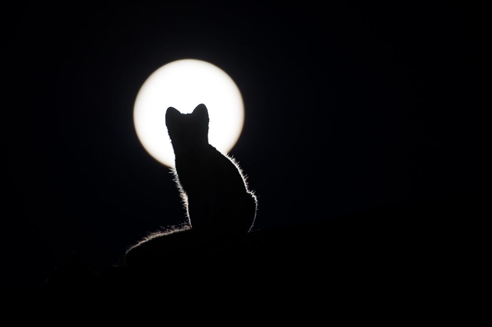 The Arctic fox under the full moon