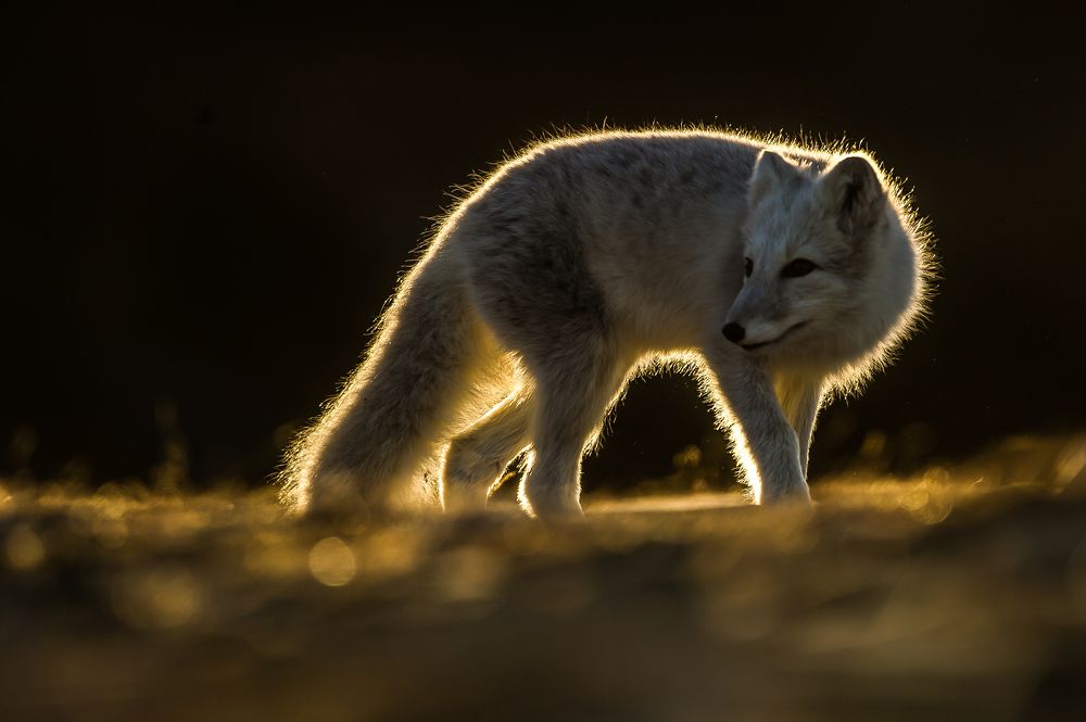 The Arctic fox
