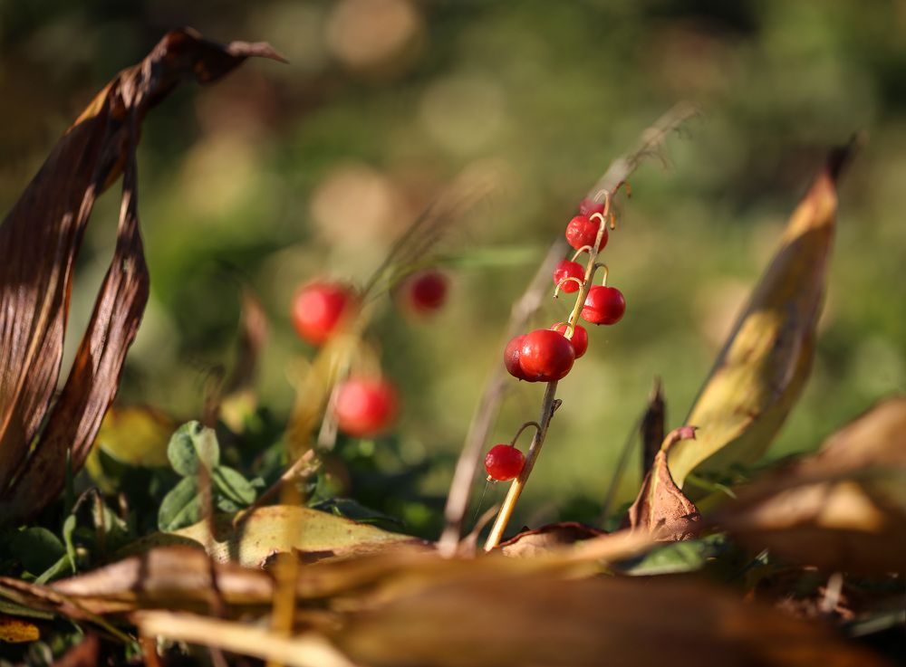 Осенние зарисовки