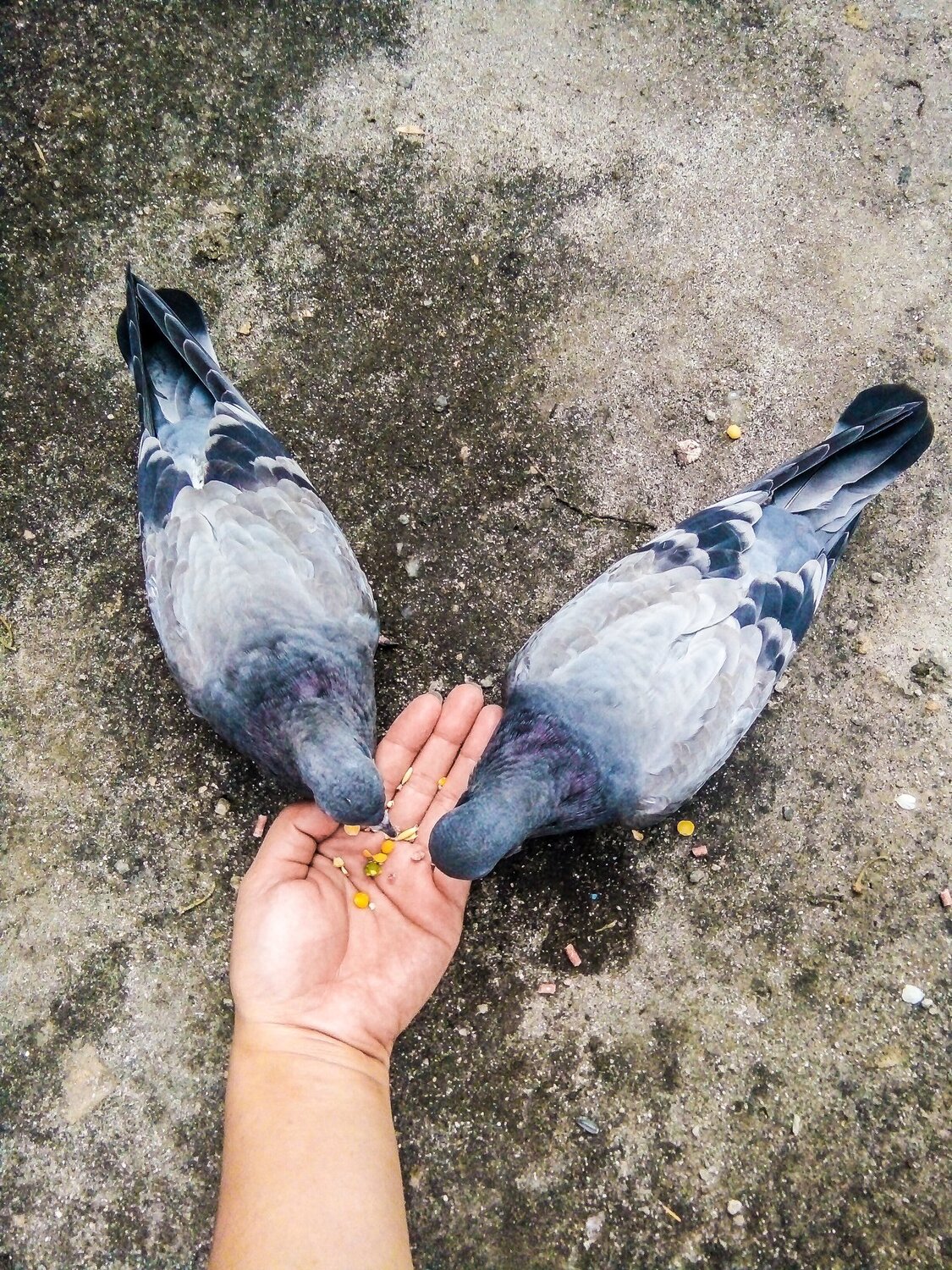 Feed Thy Hungry