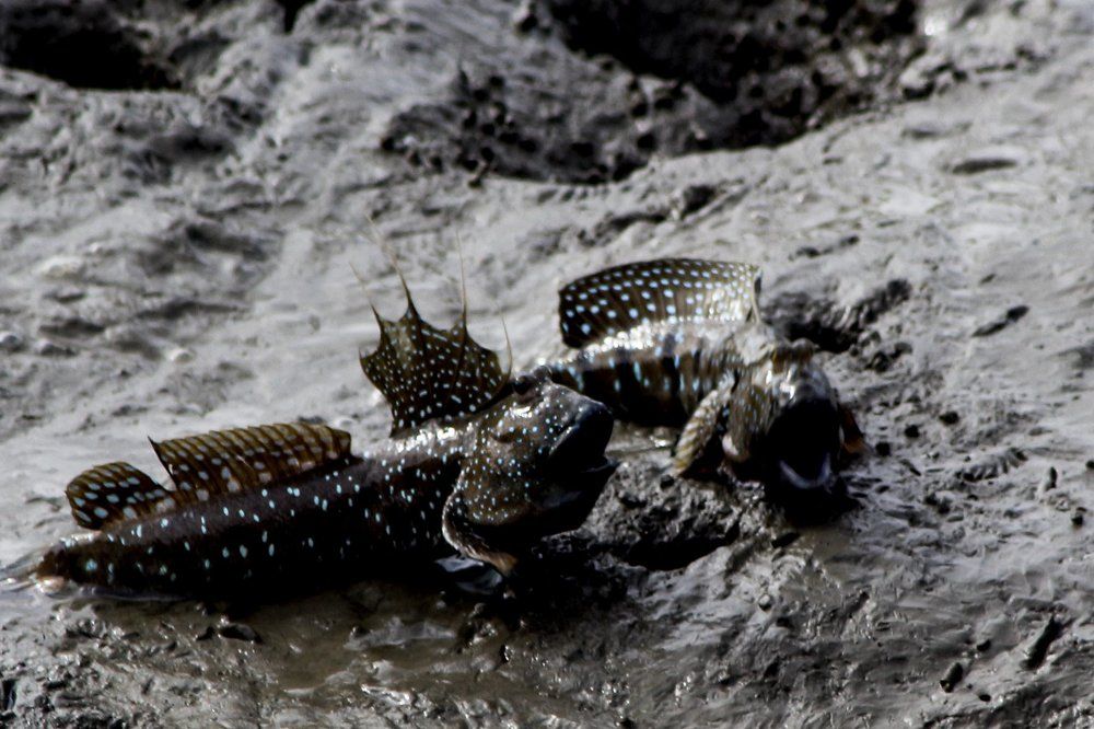 mudskipper