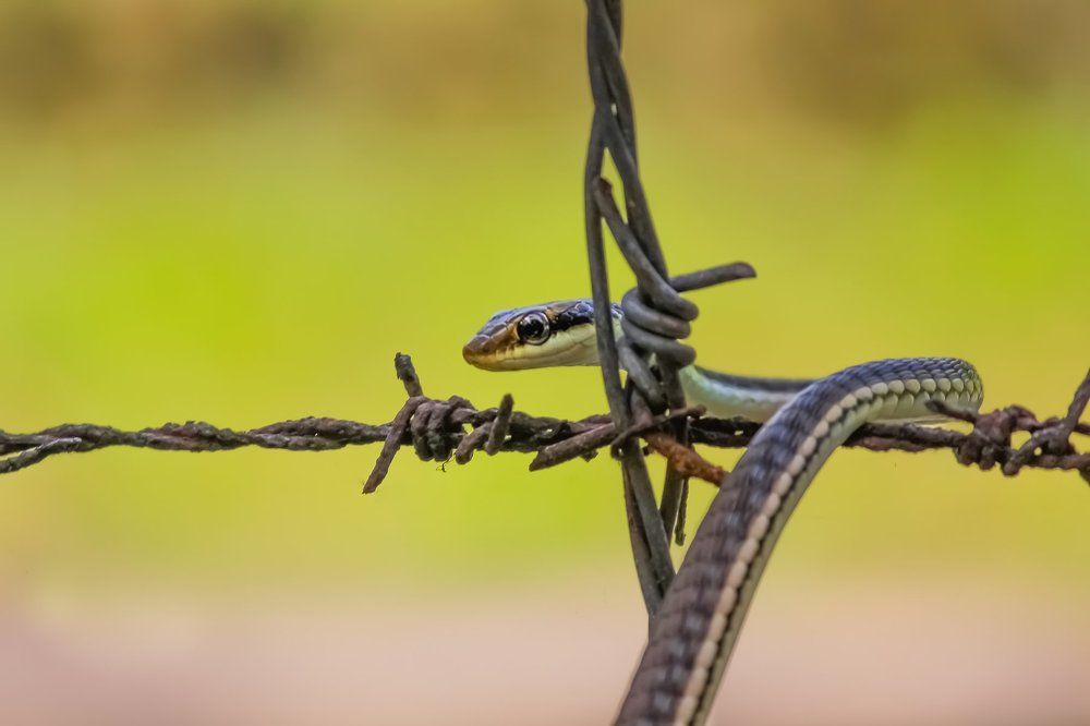 Painted Bronze Back ( Non Venomous )