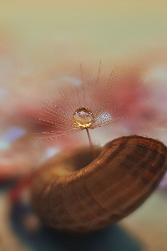 Янтарная капля.