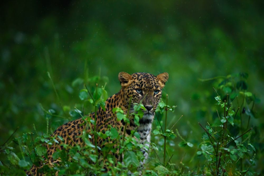 Leopard in rain