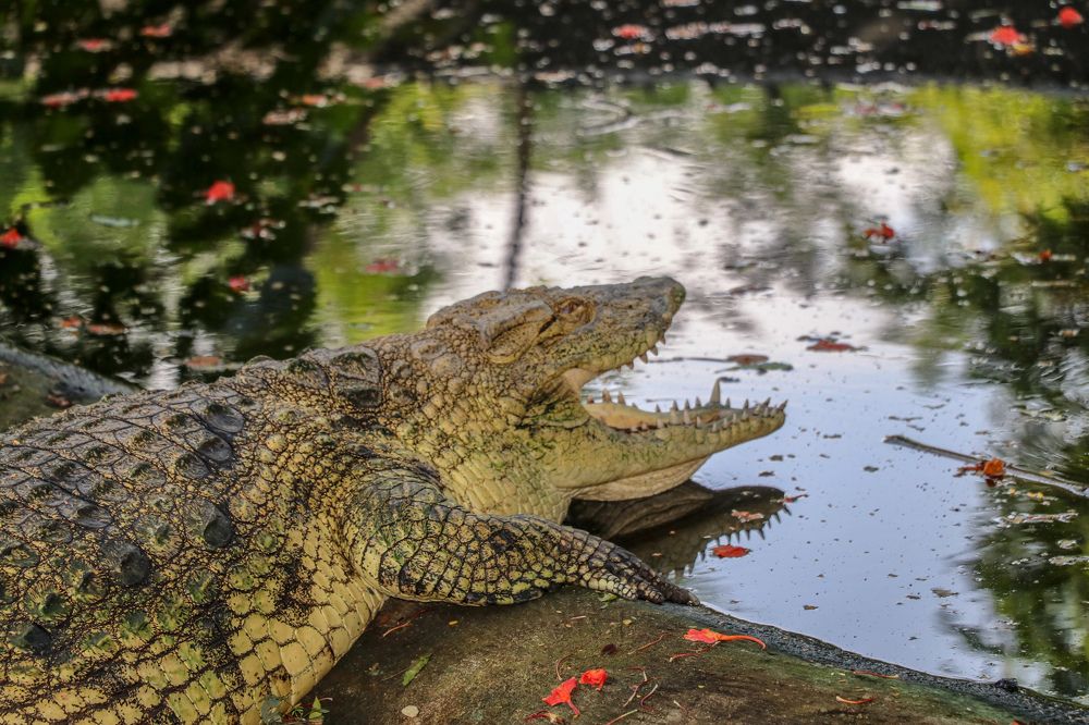 Croco crocodile