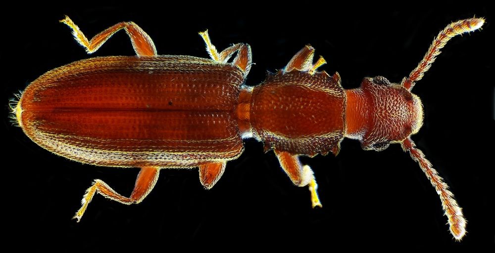 Sawtoothed Grain Beetle