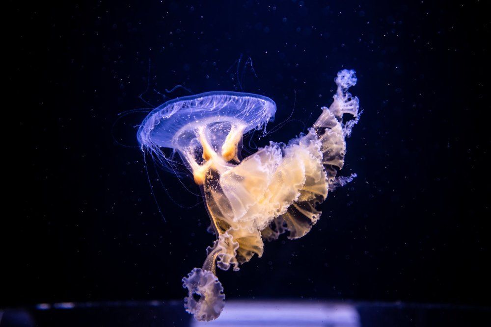 Photograph by Yuliia