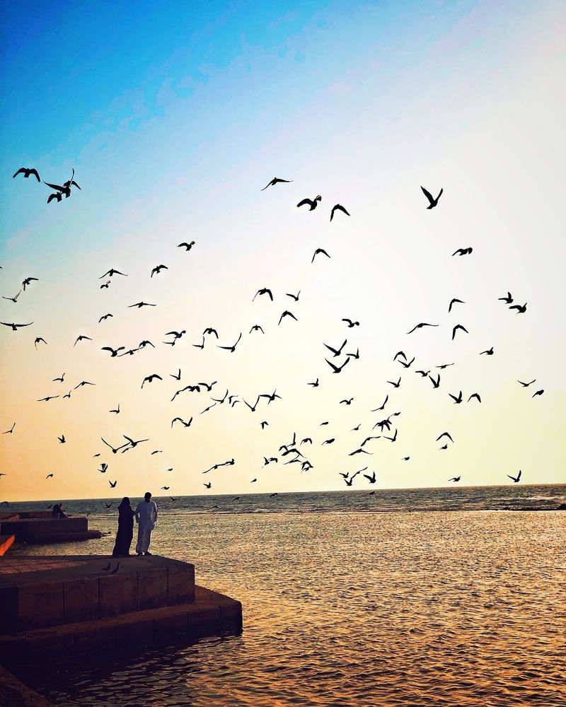flying birds at sunset