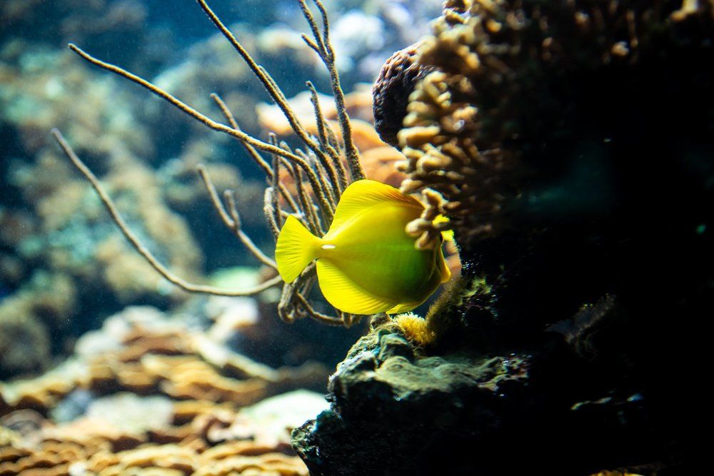 Photograph by Yuliia