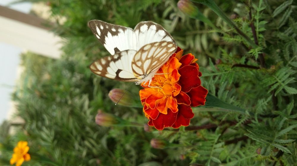 Inspired by nature