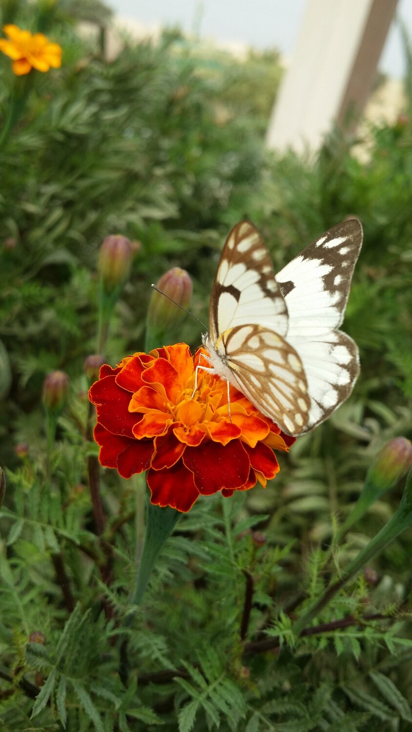 Inspired by nature