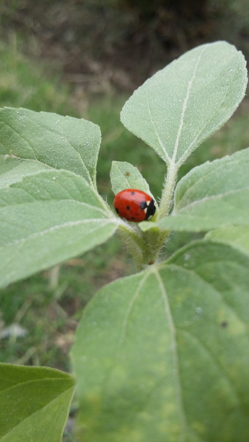 Green vs red