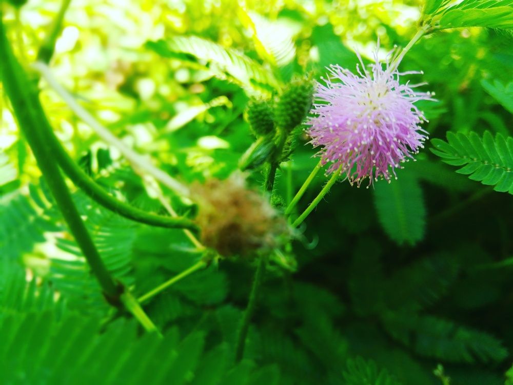 Nature is alive