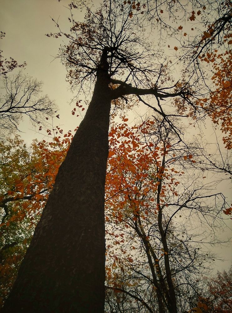 Бархат Амурский