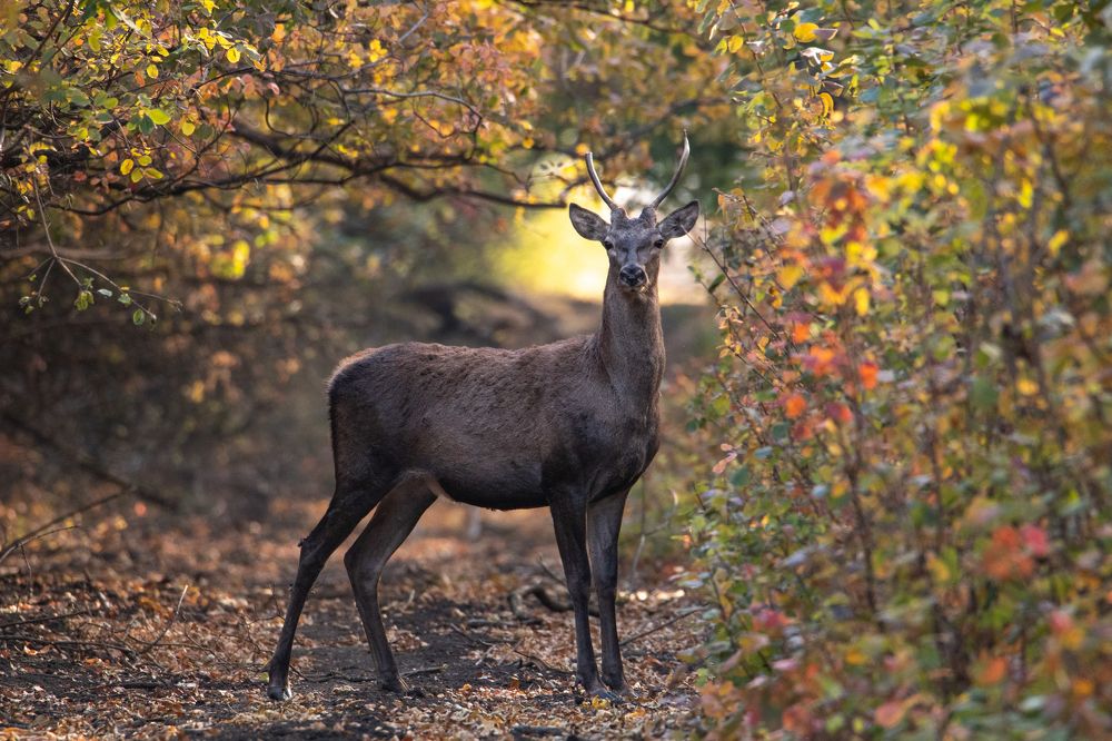 Осенняя встреча