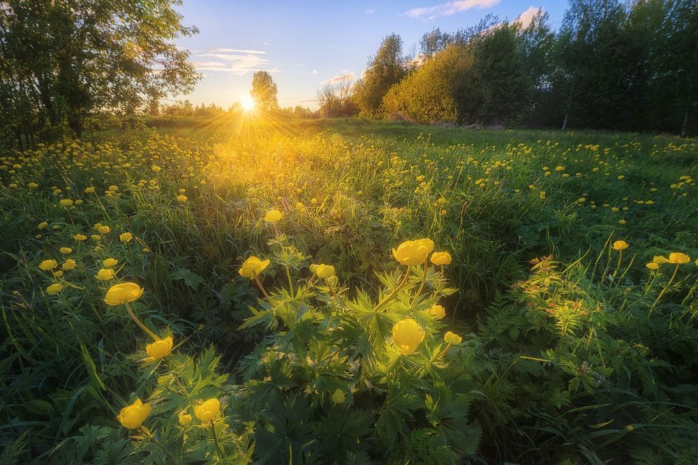 "Солнечные цветы"