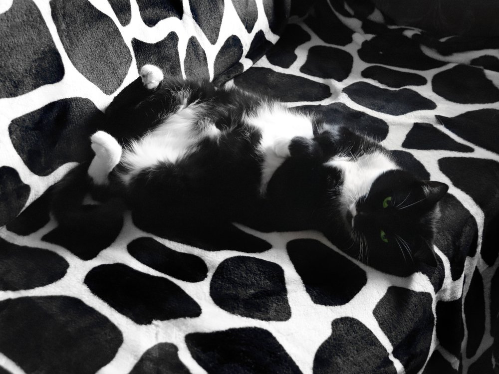 Найдите котика)