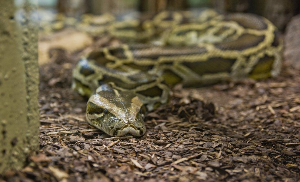 Змея на отдыхе.