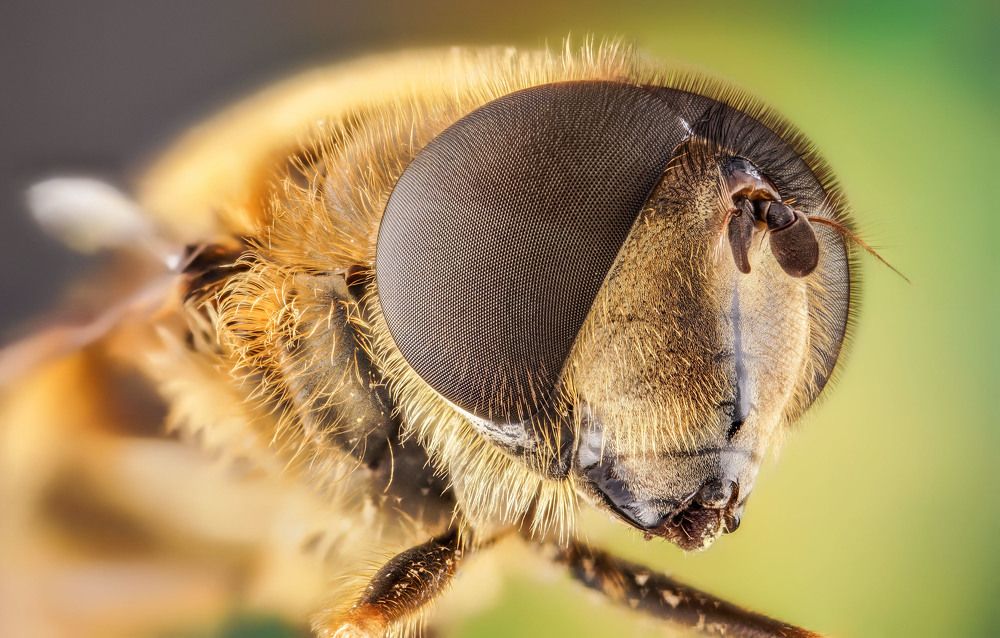 волосатые глаза