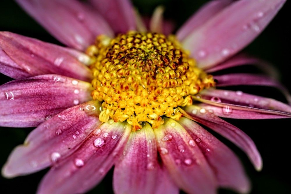 Умытый дождем.