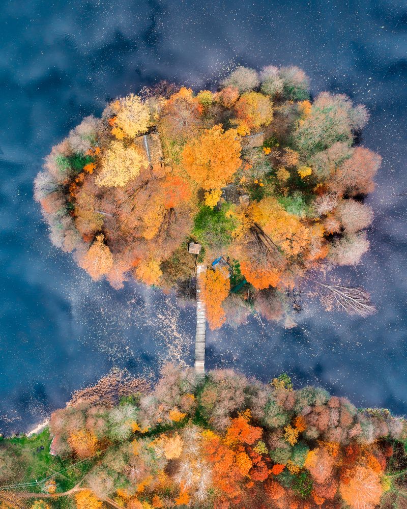 Осеннее дерево