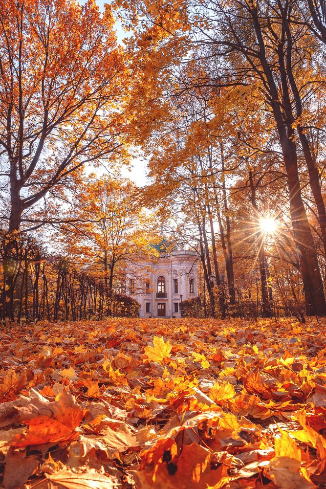 Осенний парк Кусково