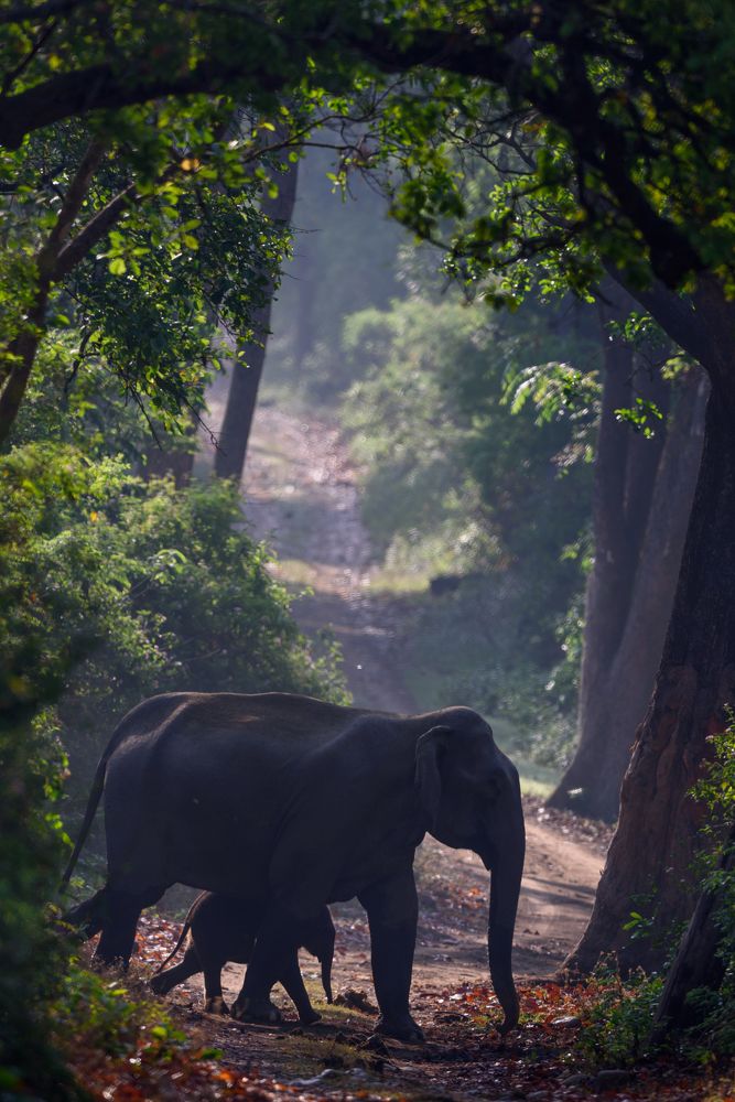 Elephant and calf under canopy