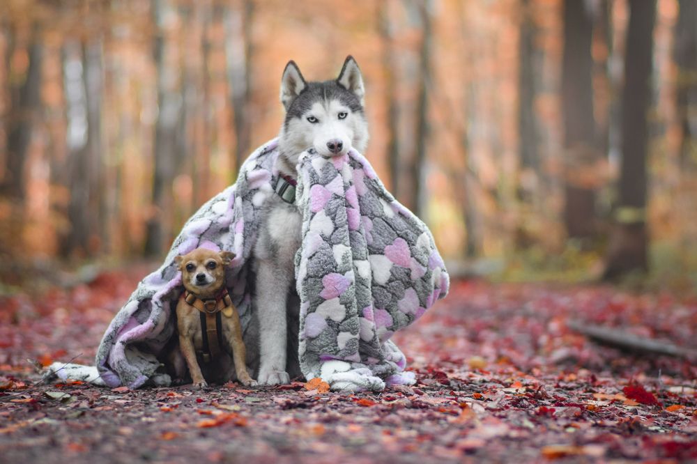 Осень вместе