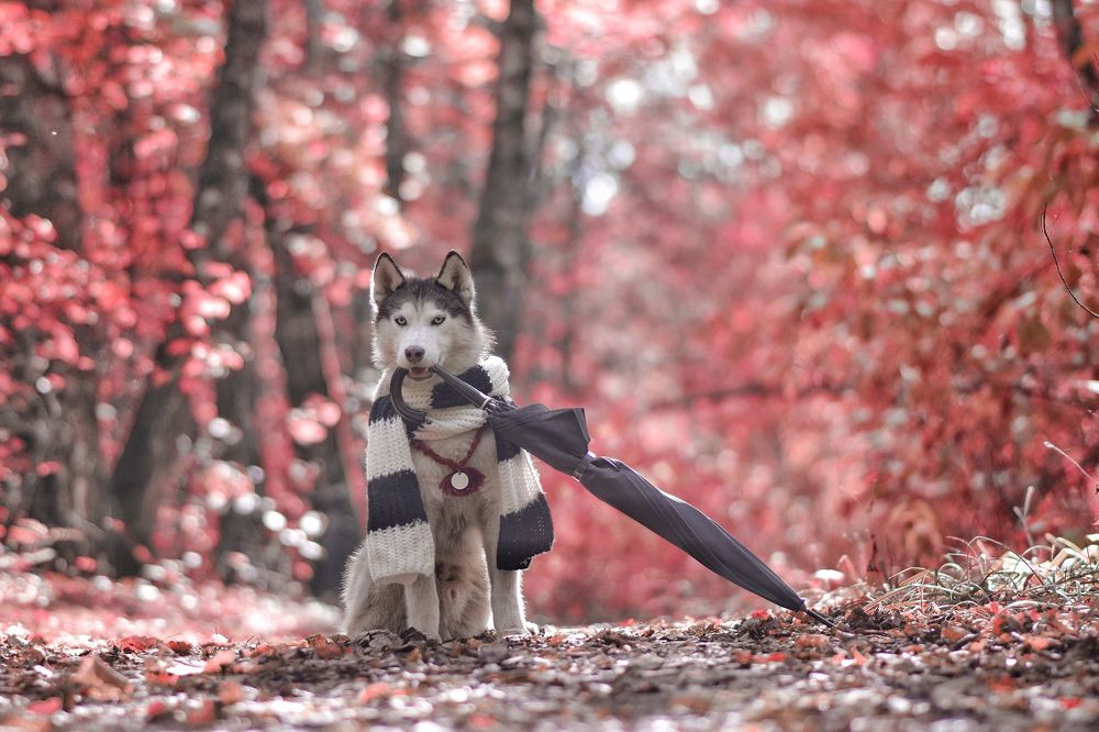Фотография автора Мария Яропольская