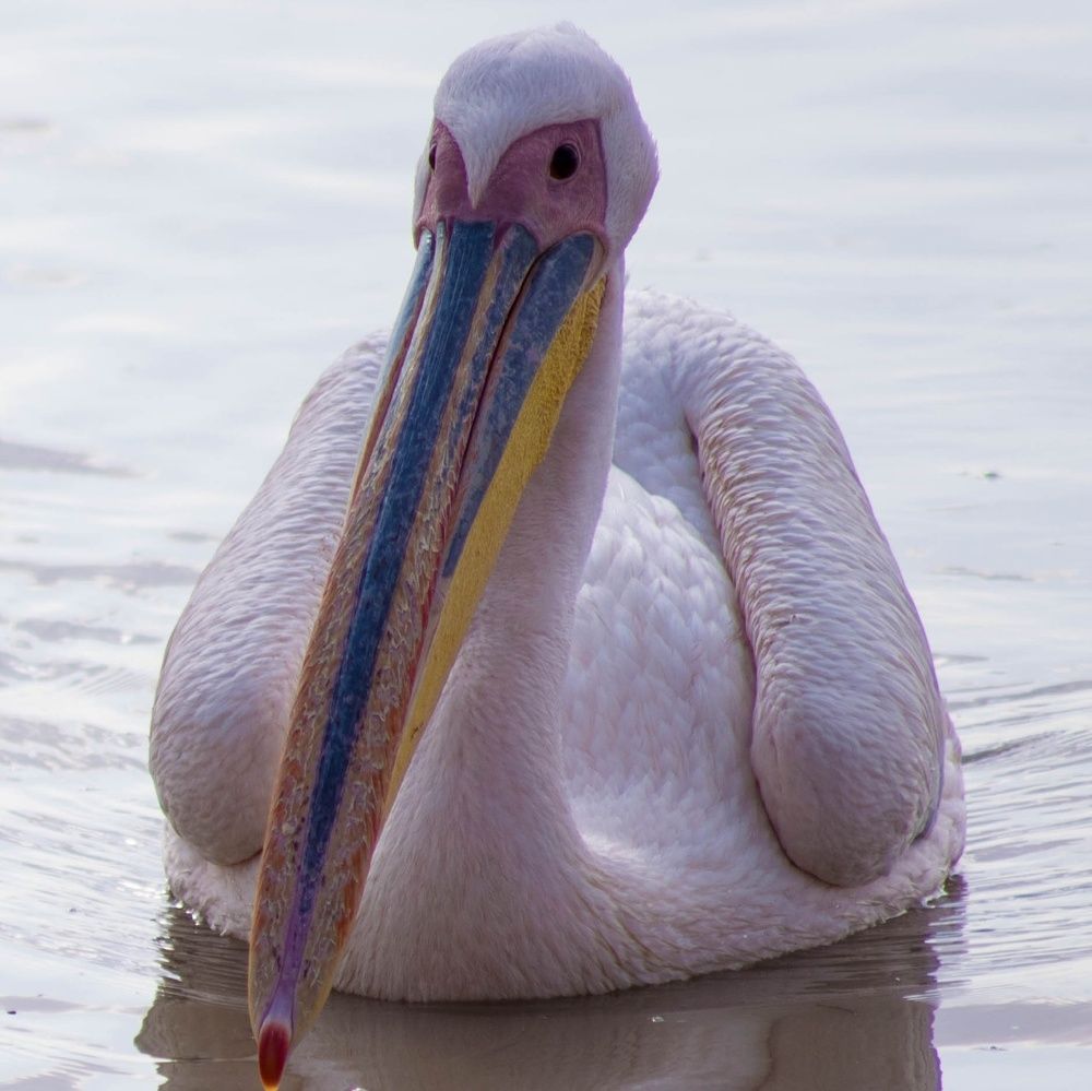 Pelican