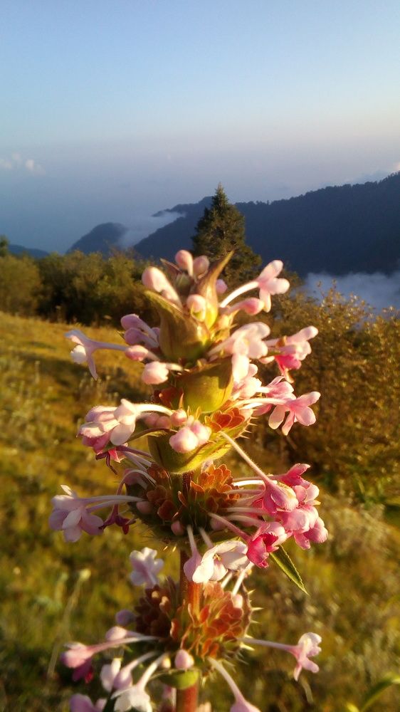 Hallucination or reality