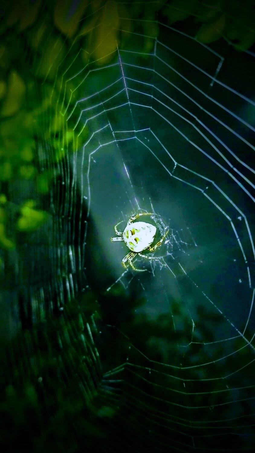 Weblife