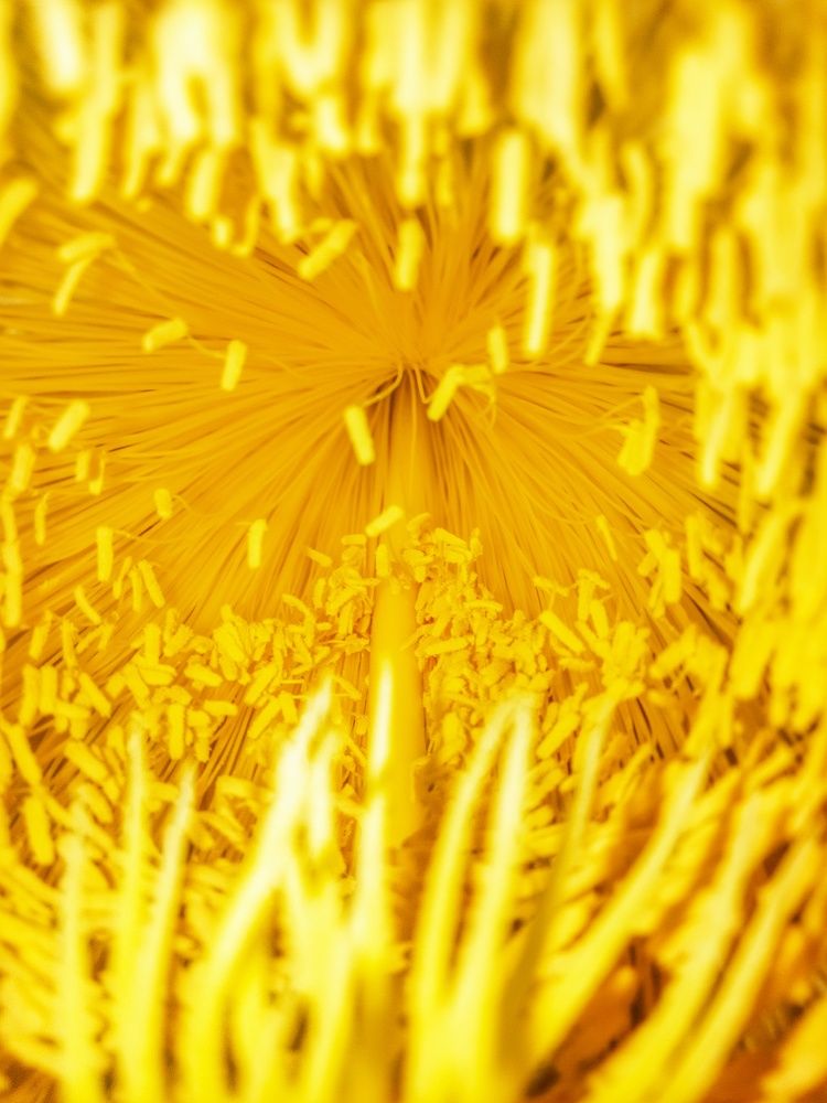 I'm Pollen for You