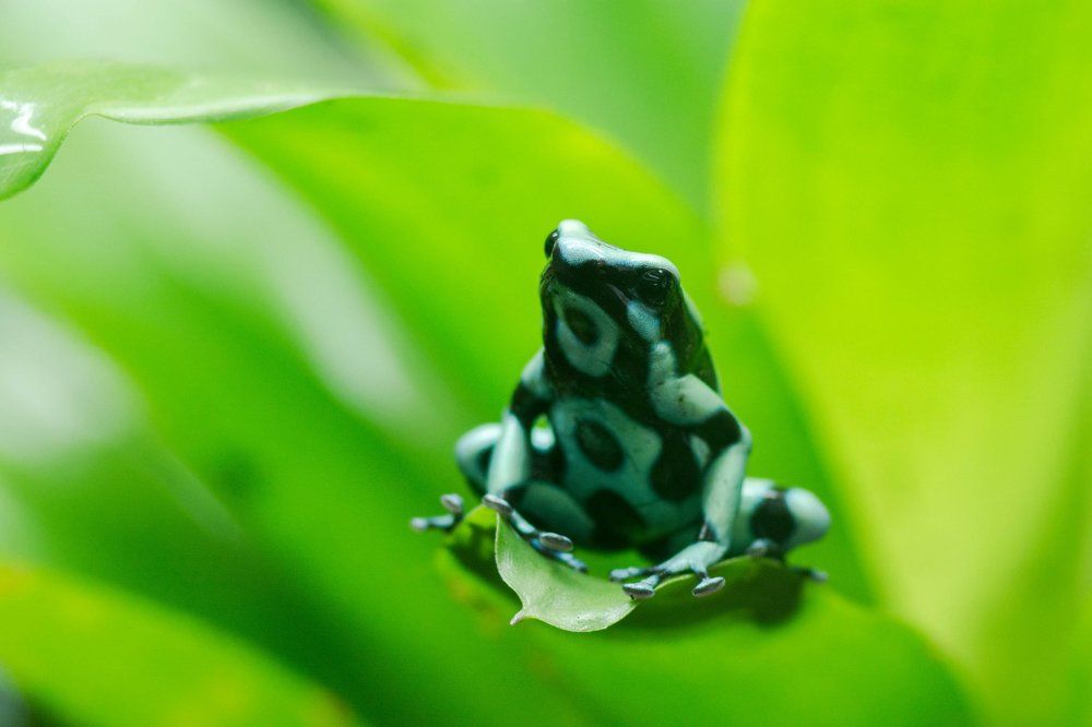 Dendrobates Auratus Costa Ricа