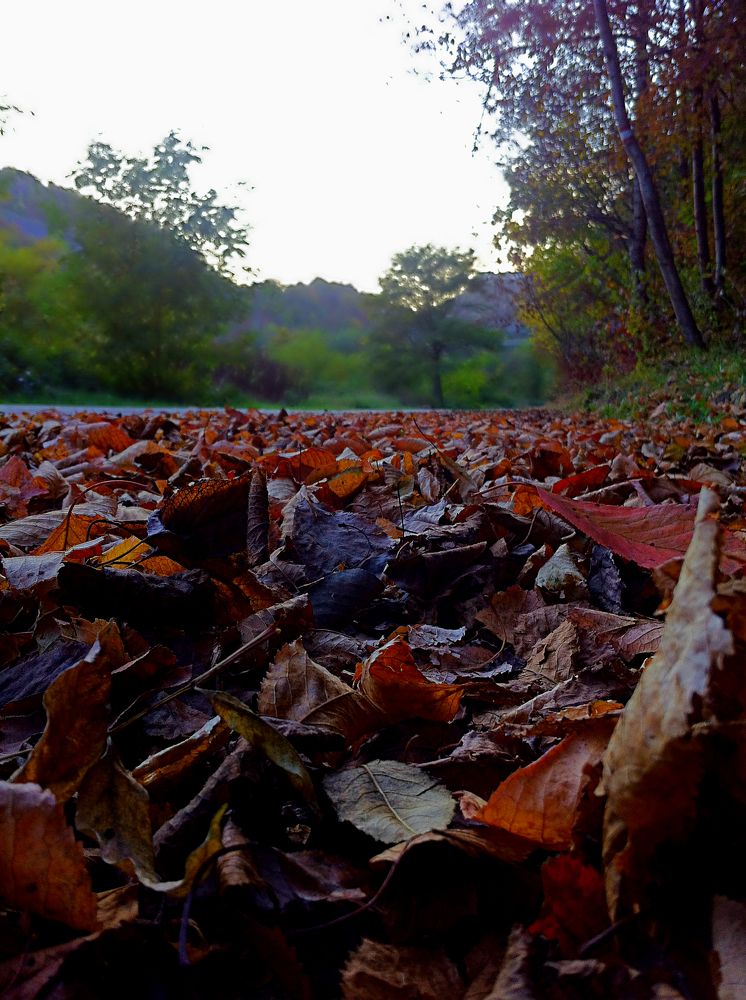 Photograph by Muhamed Demir