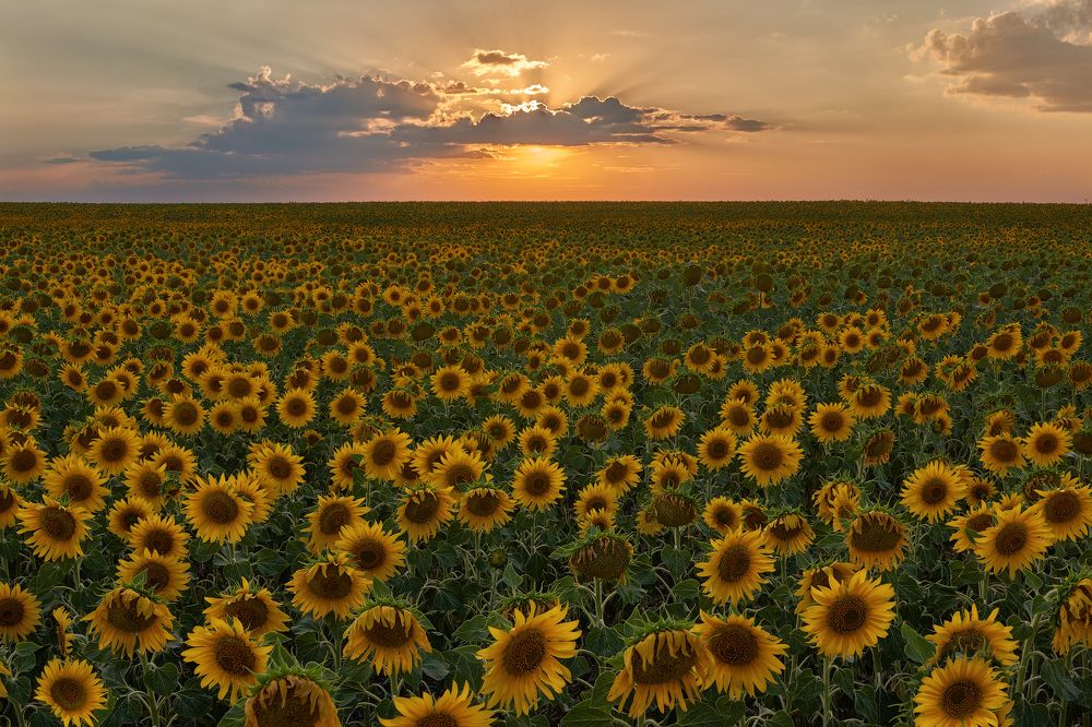 Подсолнухи