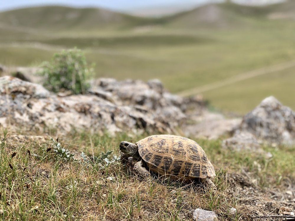 Среднеазиатская черепаха