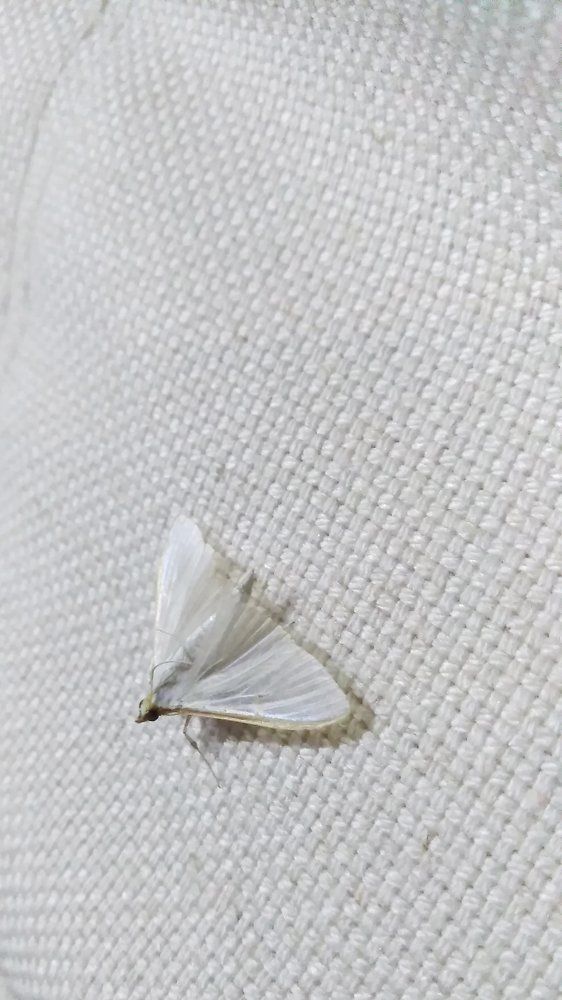 Белое на белом