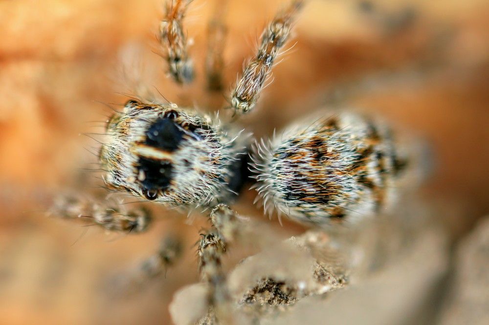 Новорожденный паучок