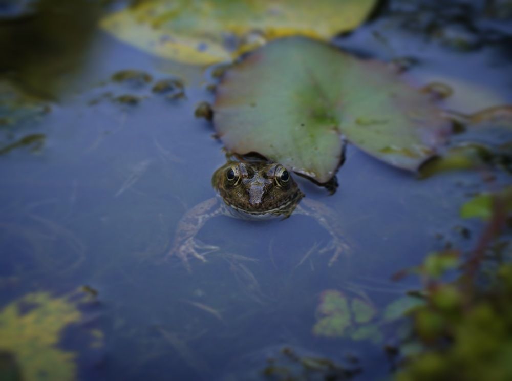 Лягушонок в бассейне с лотосами