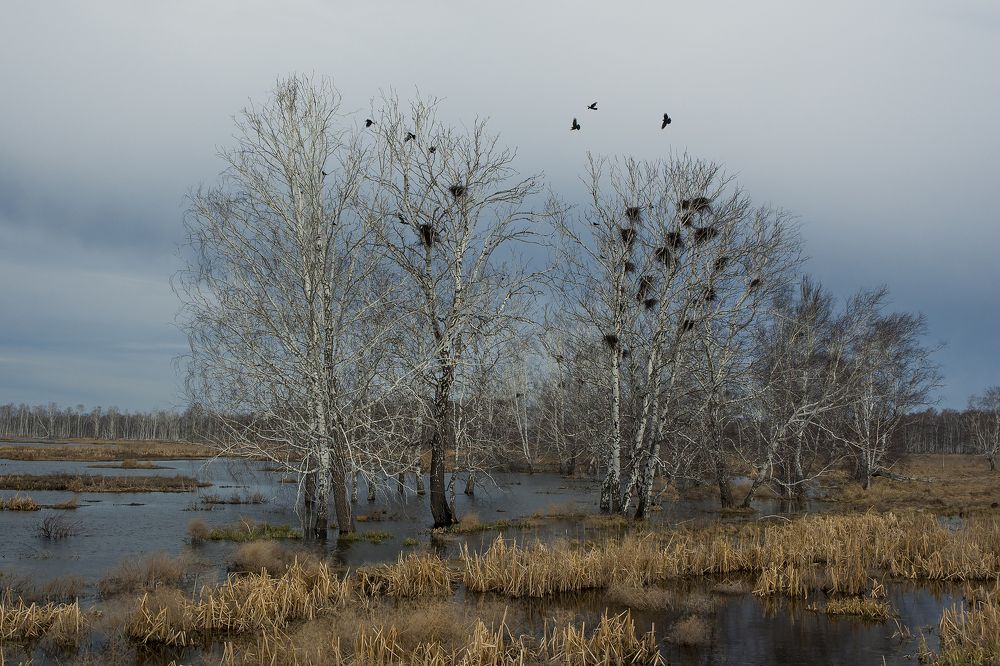 Грачи прилетели