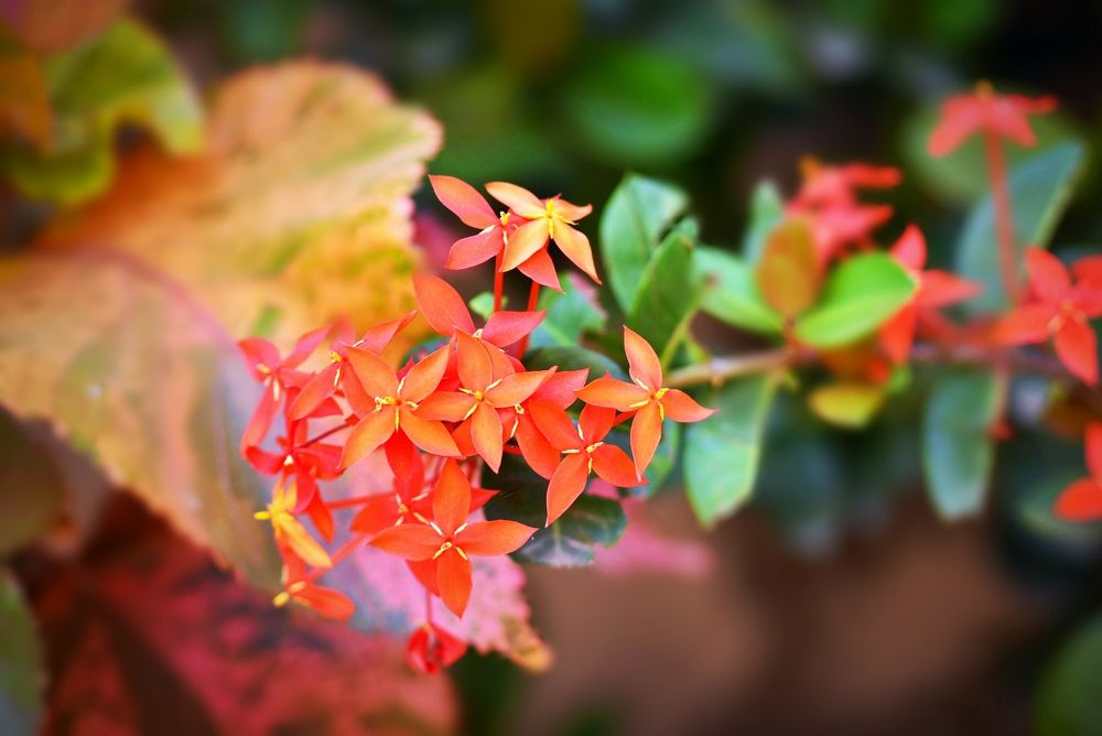 nature