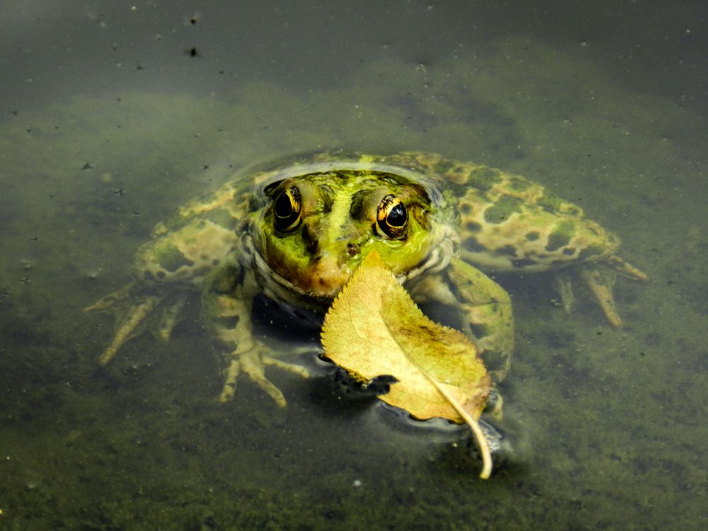 Принцесса с листочком