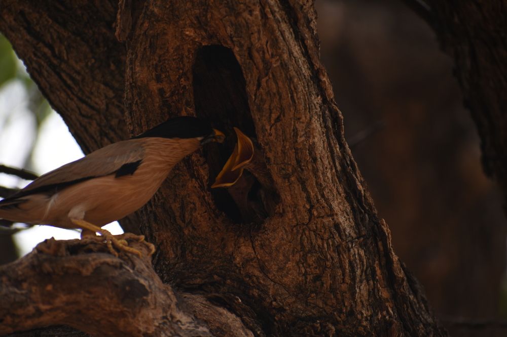 A Maina feeding it's babies