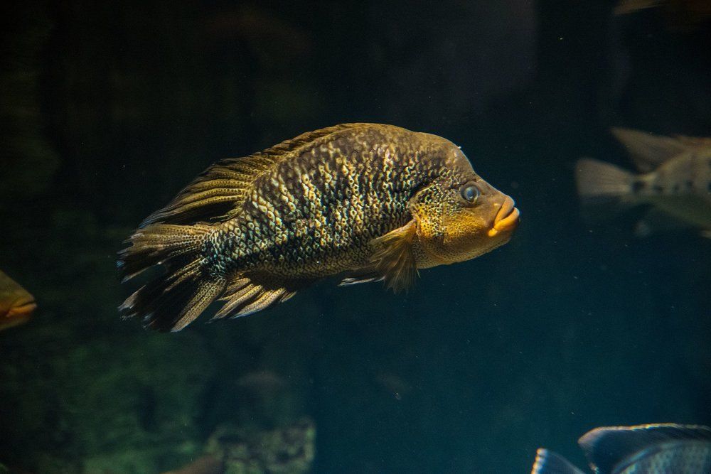 Подводный мир