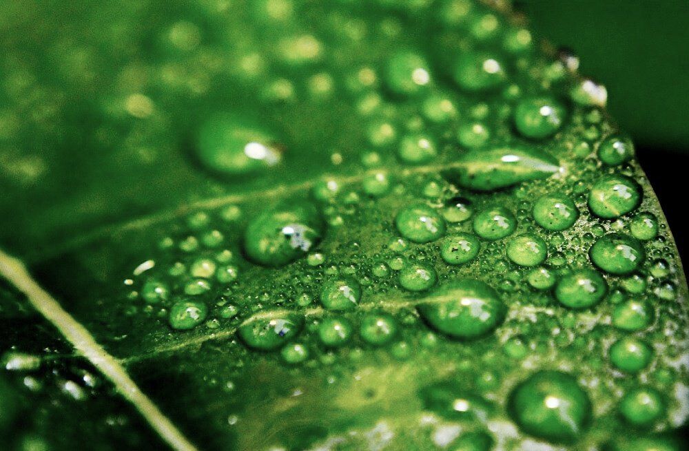 water on leaves