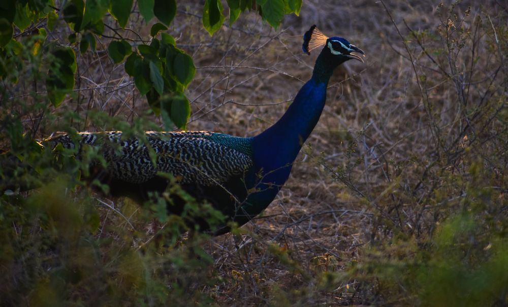 Beating behind the bush